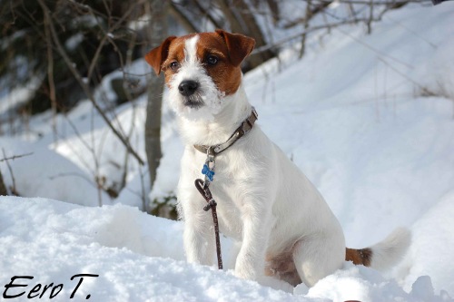 090208 pyry.jpg - Pyry 11 kk